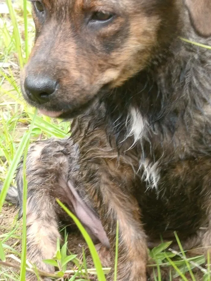 Cachorro raça Mistura de raças  idade 1 ano nome ice