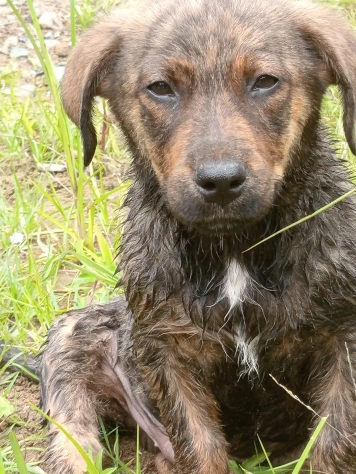 Cachorro raça Mistura de raças  idade 1 ano nome ice