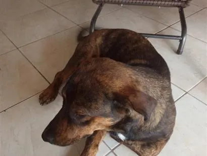 Cachorro raça Mistura de raças  idade 1 ano nome ice