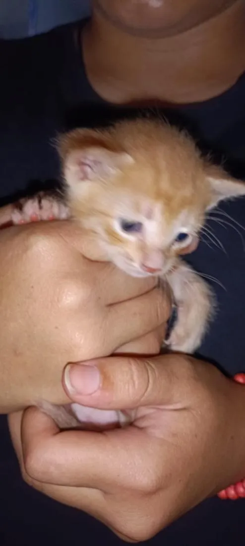 Gato raça SRD-ViraLata idade Abaixo de 2 meses nome Laranjinha
