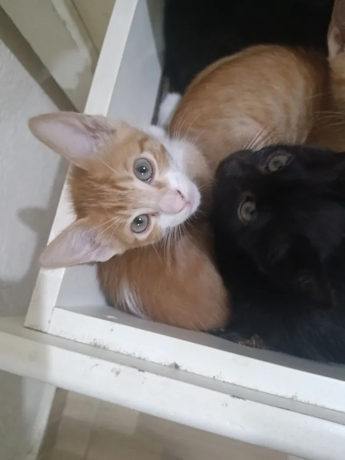 Gato raça SRD-ViraLata idade Abaixo de 2 meses nome Laranjinha