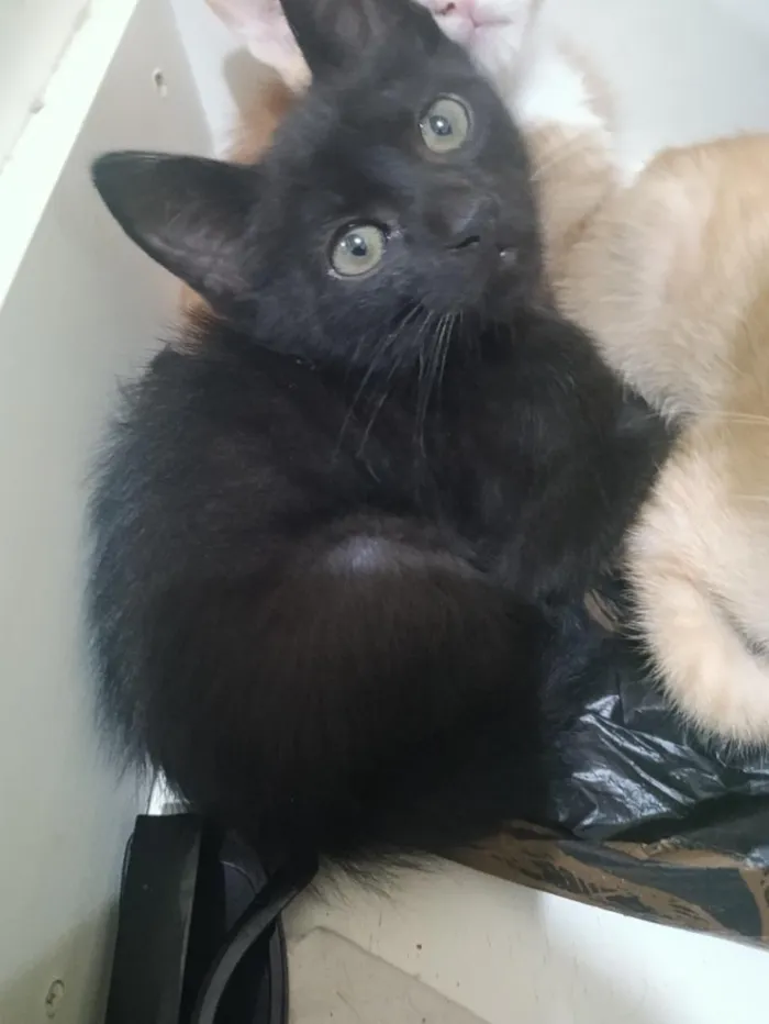 Gato raça SRD-ViraLata idade 2 a 6 meses nome Revoadinha