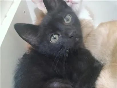 Gato raça SRD-ViraLata idade 2 a 6 meses nome Revoadinha