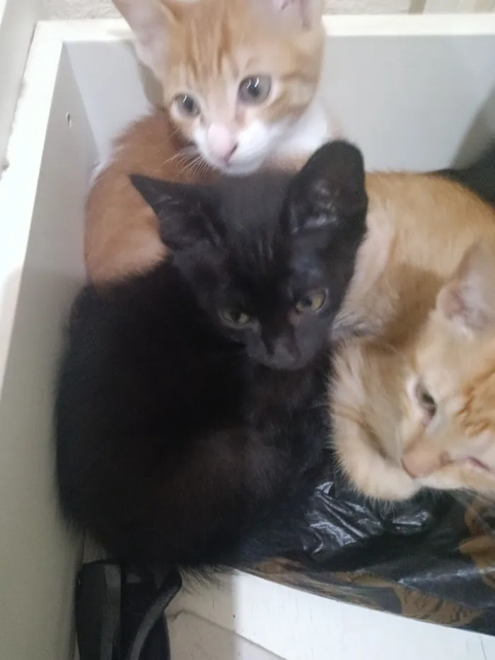 Gato raça SRD-ViraLata idade 2 a 6 meses nome Revoadinha