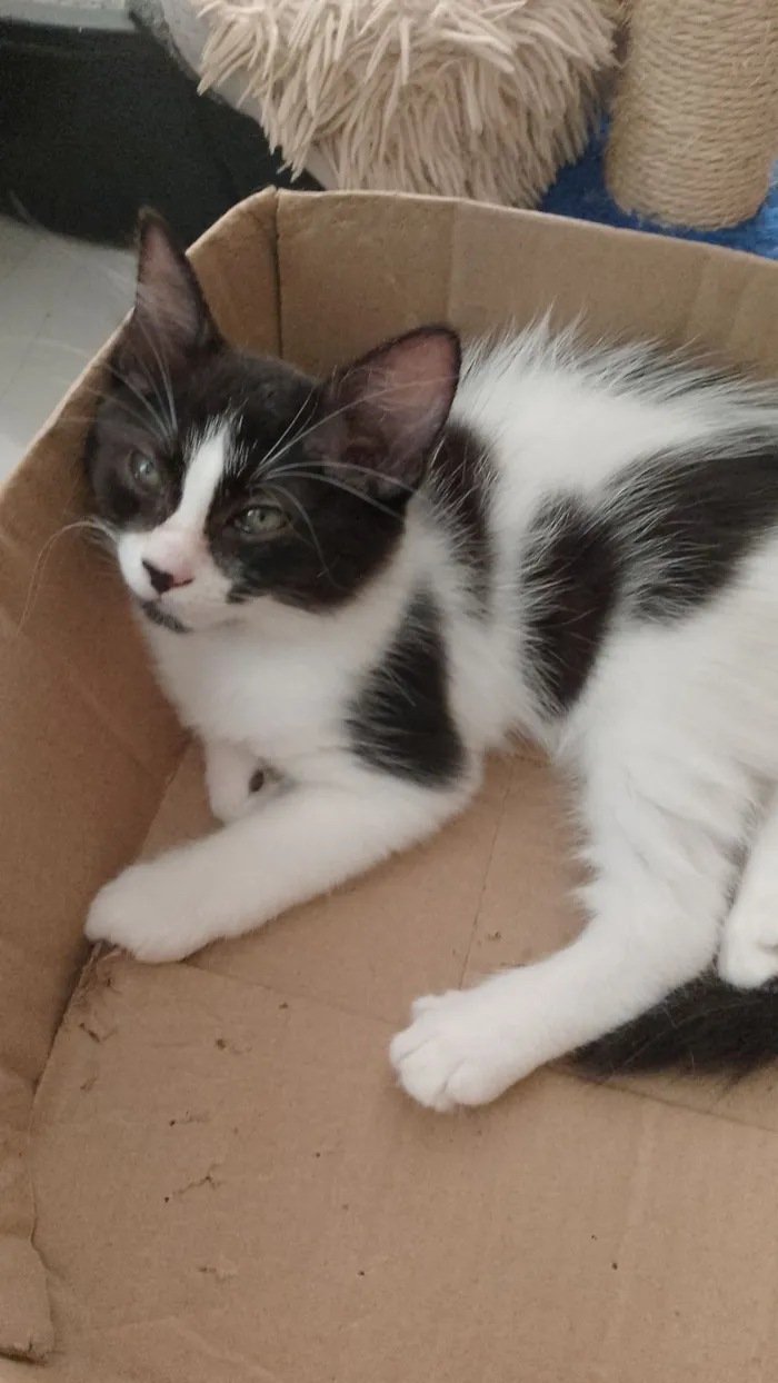 Gato raça SRD idade 2 a 6 meses nome Mimosa