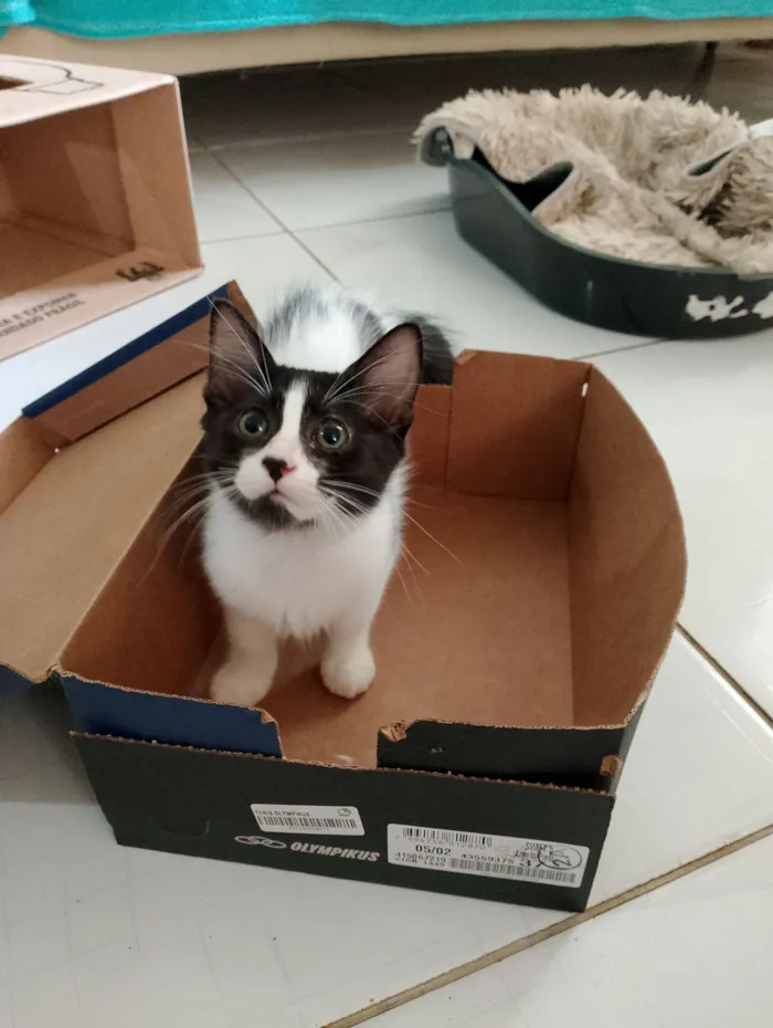 Gato raça SRD idade 2 a 6 meses nome Mimosa