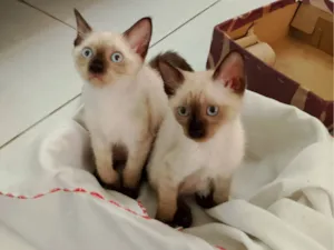 Gato raça SRD-ViraLata ou Falso Siamês idade 2 a 6 meses nome Mimosa a bicolor, as siamesas são Diana e Serena.