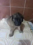 doação filhote macho 