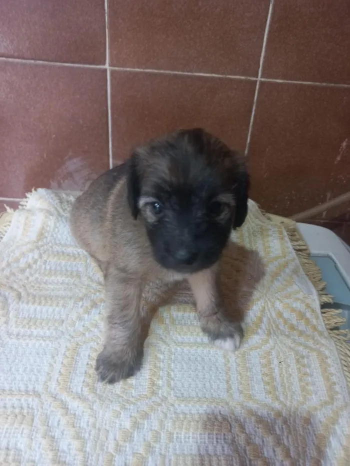 Cachorro raça SRD-ViraLata idade Abaixo de 2 meses nome doação filhote macho 