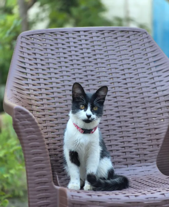 Gato raça SRD-ViraLata idade 2 a 6 meses nome Amora