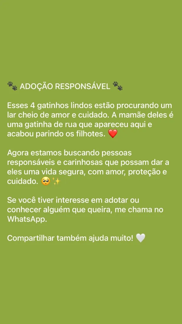 Gato raça SRD-ViraLata idade 2 a 6 meses nome Ainda sem nomes 