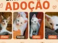Ainda sem nomes 