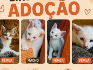 Gato raça SRD-ViraLata idade 2 a 6 meses nome Ainda sem nomes 
