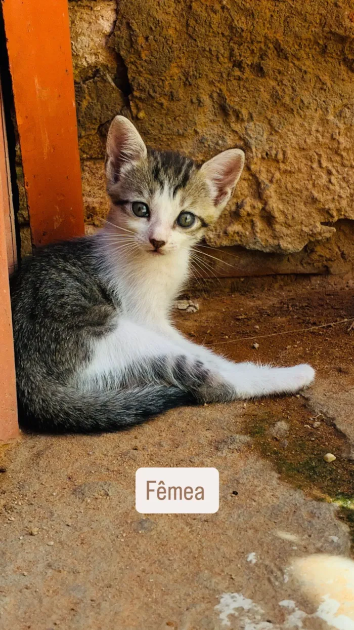 Gato raça SRD-ViraLata idade 2 a 6 meses nome Ainda sem nomes 