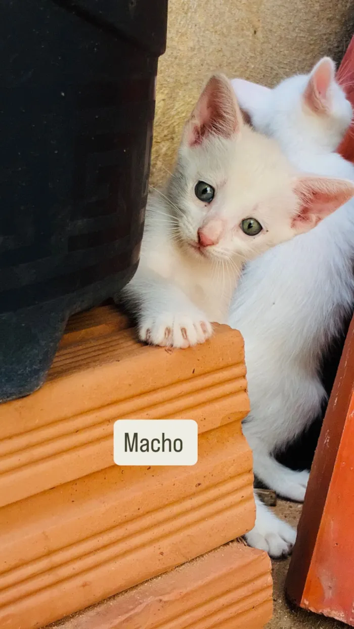 Gato raça SRD-ViraLata idade 2 a 6 meses nome Ainda sem nomes 