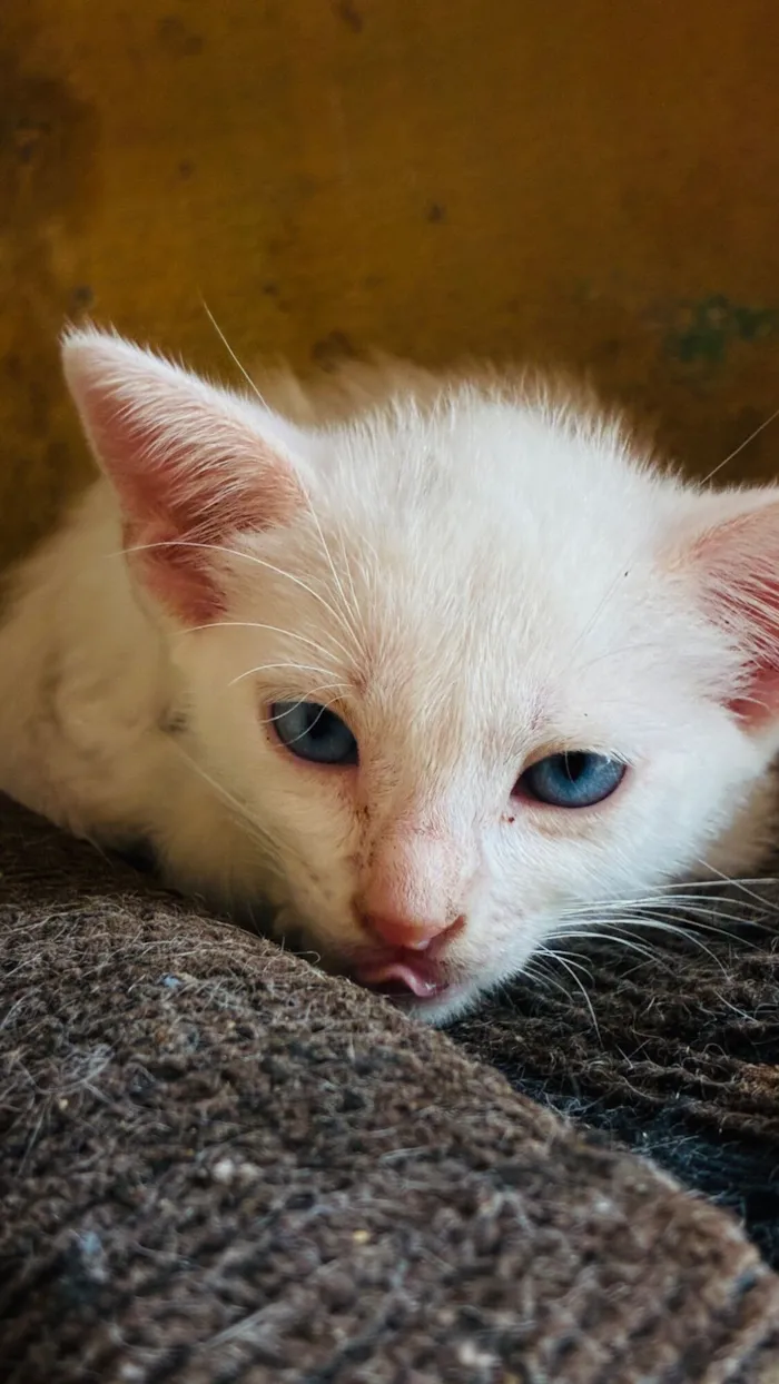 Gato raça SRD-ViraLata idade 2 a 6 meses nome Ainda sem nomes 