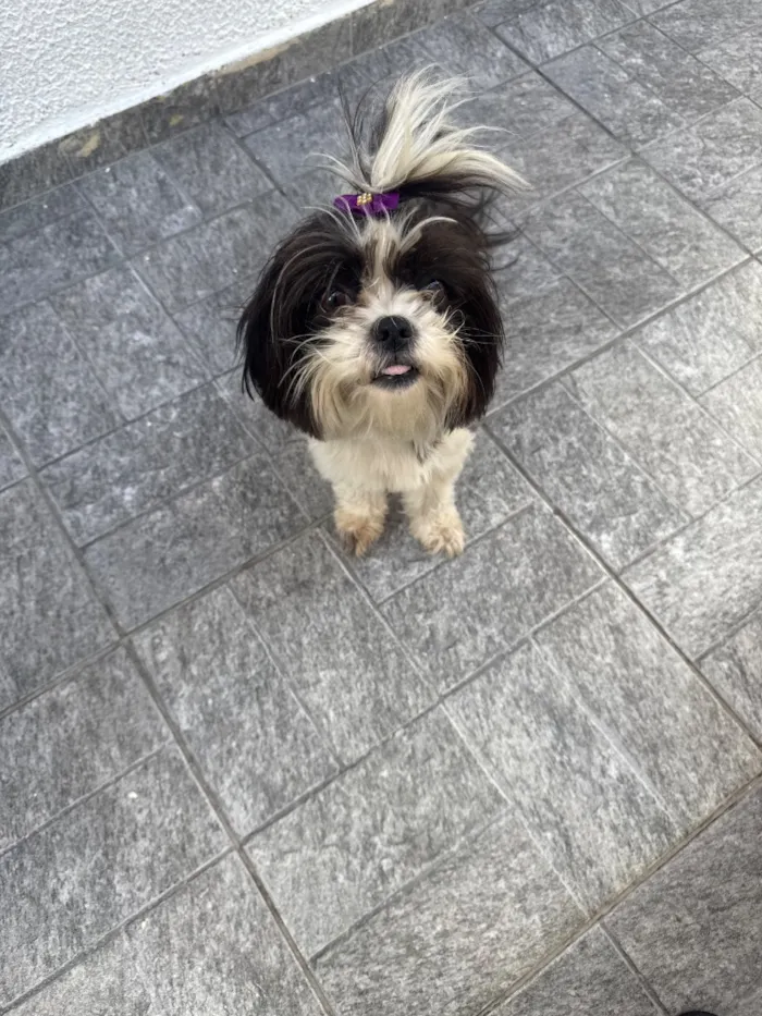 Cachorro raça Shitzu idade 2 anos nome Liza