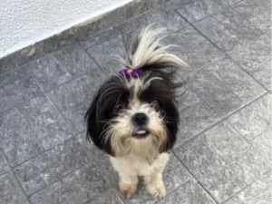 Cachorro raça Shitzu idade 2 anos nome Liza