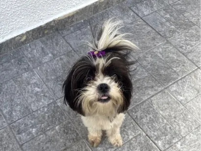 Cachorro raça Shitzu idade 2 anos nome Liza