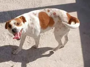 Cachorro raça SRD-ViraLata idade 2 anos nome Pandora