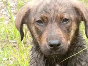 Cachorro raça Mistura de raças  idade 1 ano nome ice