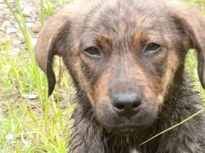 Cachorro raça Rottweiler idade 2 anos nome ice