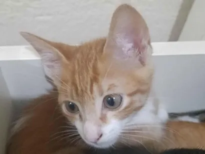 Gato raça SRD-ViraLata idade Abaixo de 2 meses nome Laranjinha