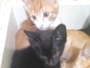 Gato raça SRD-ViraLata idade 2 a 6 meses nome Revoadinha