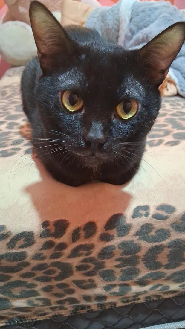Gato raça SRD-ViraLata idade 3 anos nome Doril