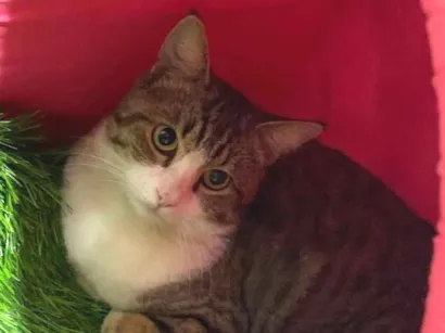 Gato raça SRD-ViraLata idade 1 ano nome Gato