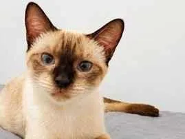 Gato raça Siamês idade 7 a 11 meses nome Siamesa (Nina)
