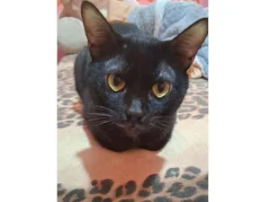 Gato raça SRD-ViraLata idade 3 anos nome Doril