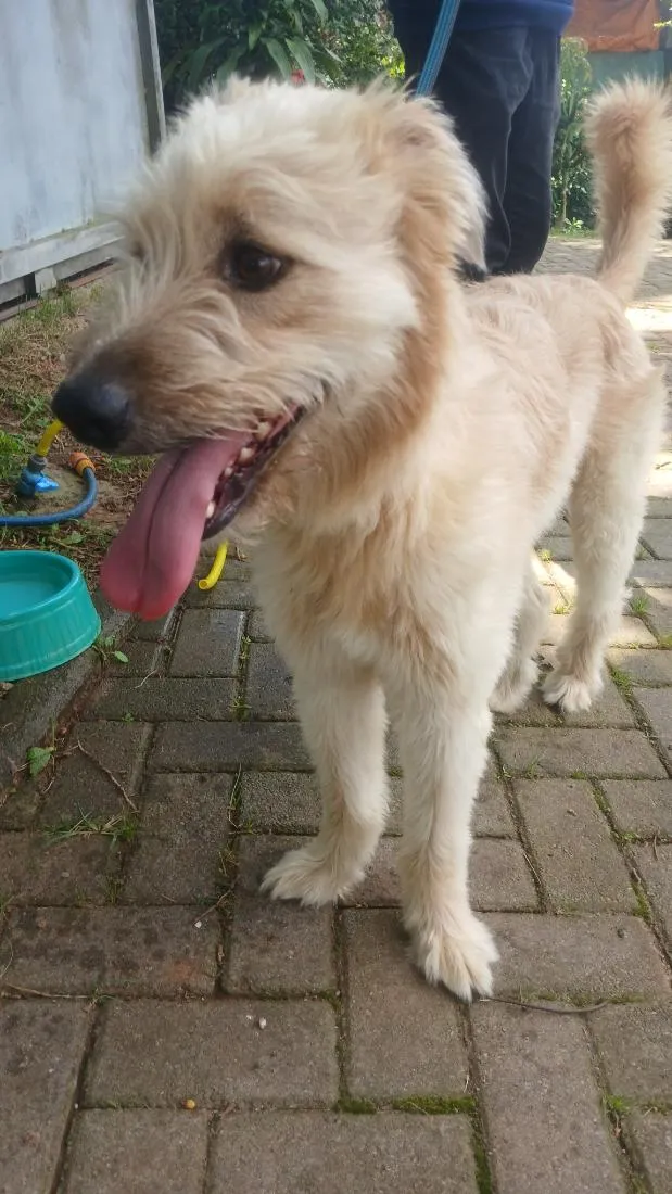 Cachorro raça SRD-ViraLata idade 3 anos nome billy