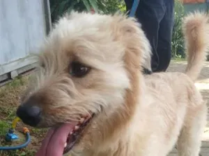 Cachorro raça SRD-ViraLata idade 3 anos nome billy