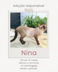 Siamesa (Nina)