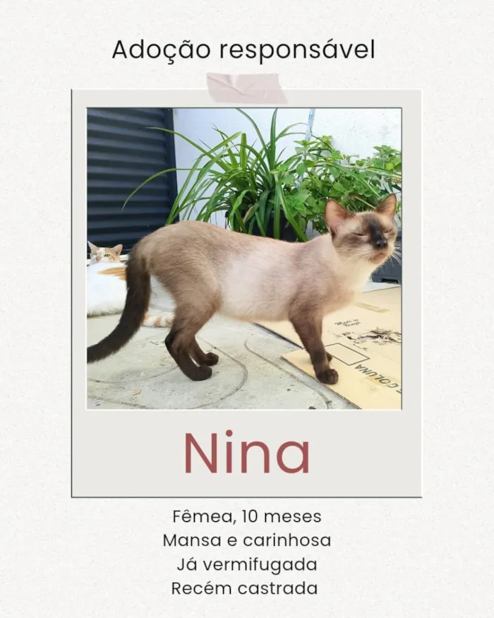 Gato raça Siamês idade 7 a 11 meses nome Siamesa (Nina)