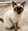 Siamesa (Nina)