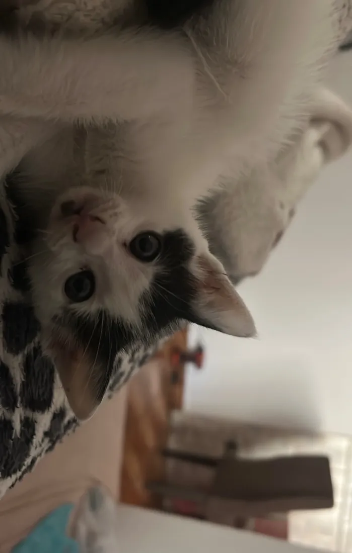 Gato raça SRD-ViraLata idade Abaixo de 2 meses nome Billy