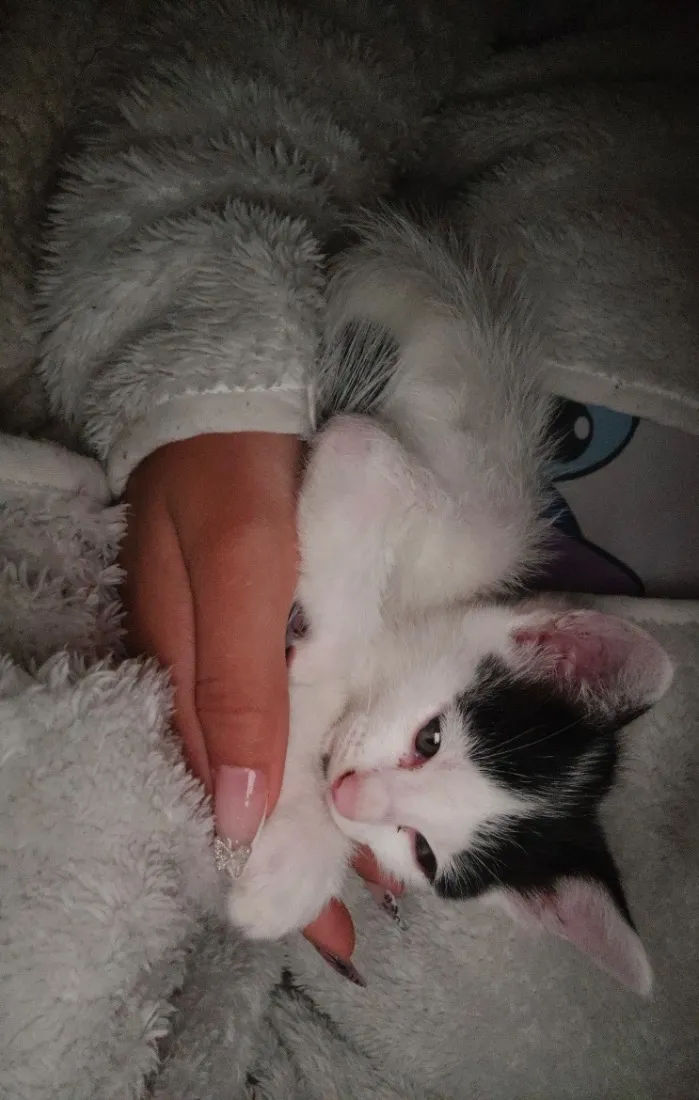 Gato raça SRD-ViraLata idade Abaixo de 2 meses nome Billy