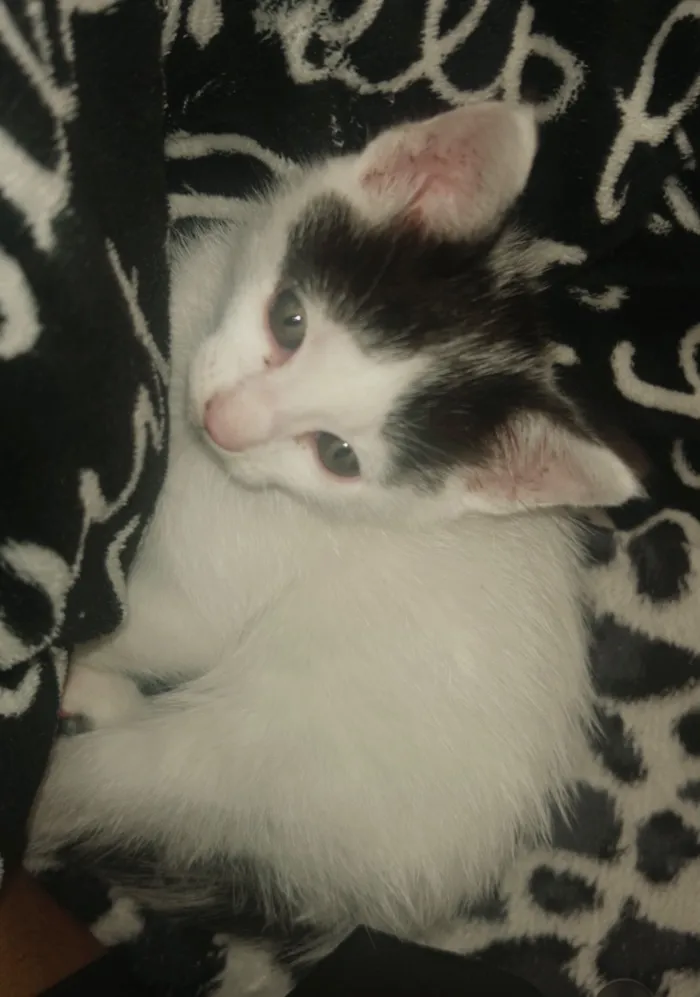 Gato raça SRD-ViraLata idade Abaixo de 2 meses nome Billy
