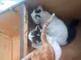 piteco, zara, neve, José, lalau