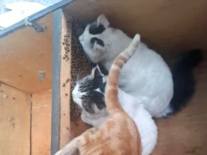Gato raça Angorá idade 7 a 11 meses nome piteco, zara, neve, José, lalau