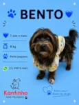 Bento