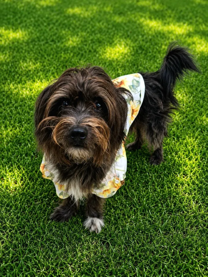 Cachorro raça SRD-ViraLata idade 1 ano nome Bento