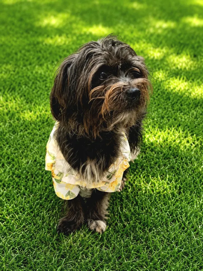Cachorro raça SRD-ViraLata idade 1 ano nome Bento