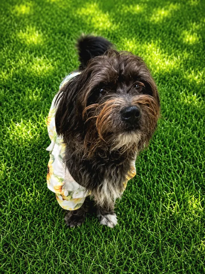Cachorro raça SRD-ViraLata idade 1 ano nome Bento