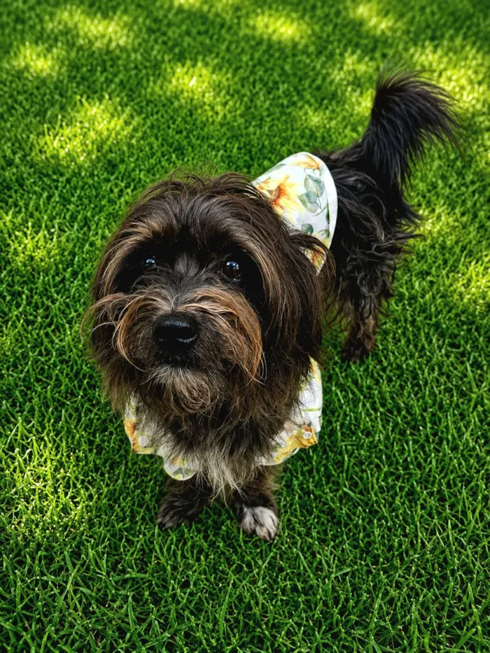 Cachorro raça SRD-ViraLata idade 1 ano nome Bento