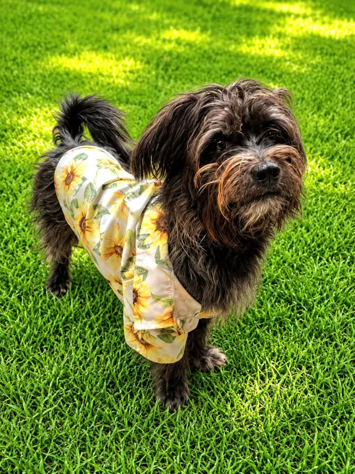 Cachorro raça SRD-ViraLata idade 1 ano nome Bento
