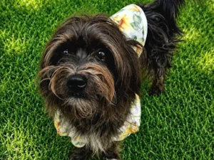 Cachorro raça SRD-ViraLata idade 1 ano nome Bento