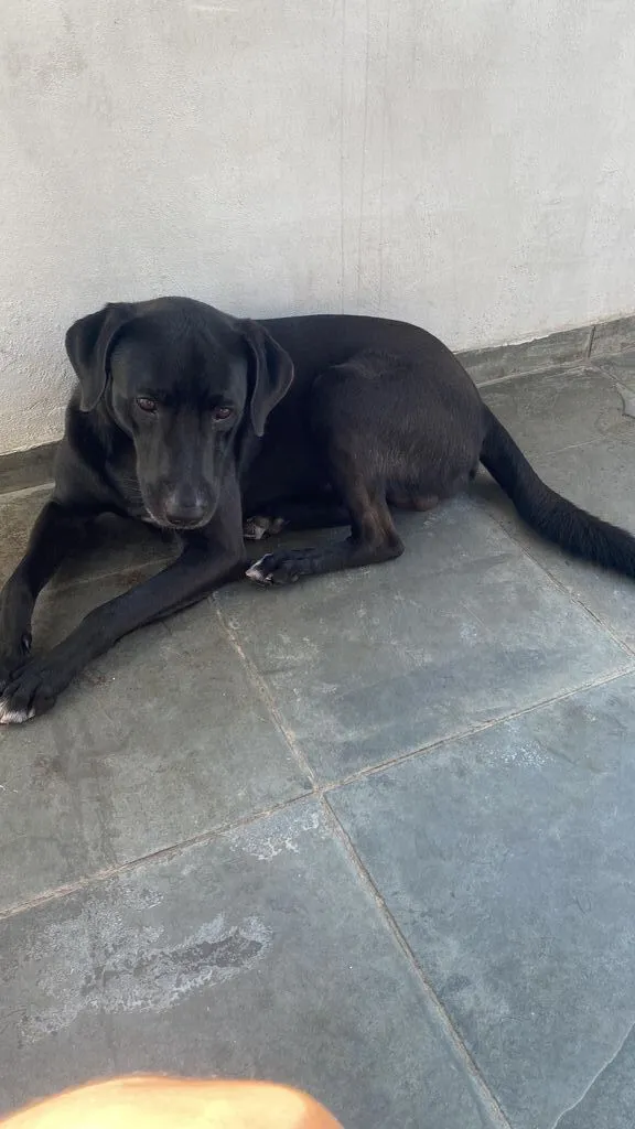 Cachorro raça SRD-ViraLata idade 3 anos nome Duque